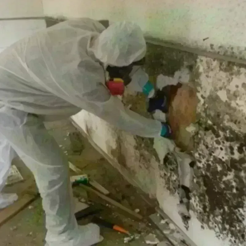 Mold Remediation and Removal in Bulverde, TX